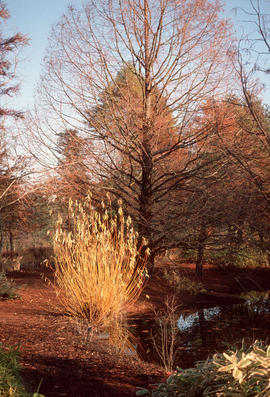 Salix alba : Vitellina