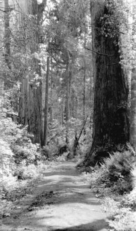 Tatlow Walk, Stanley Park