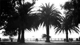 View of palm trees looking out on water