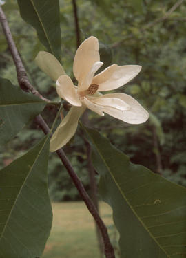 Magnolia : tripetala