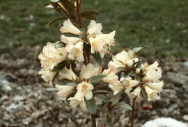 Rhododendron auritum (boothia)