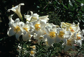 Lilium regale [Sino-Himalayan Garden in the VanDusen Botanical Garden]