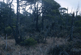 Habitat : Sphagnum Bog in Rain Forest Coastal B.C.