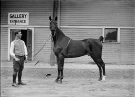 Horse in hand