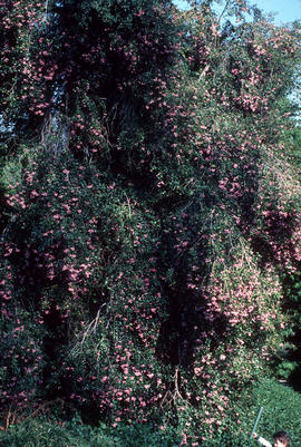 Acmena smithii