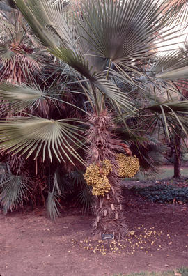 Trithrinax acanthocoma at Huntington Botanical Garden