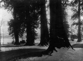 A winter evening, Stanley Park