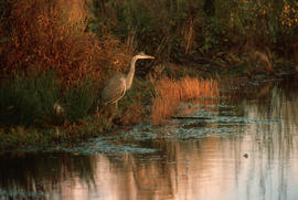 Wildlife : Heron