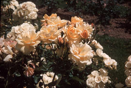 Rosa 'golden fleece', H.T.