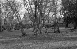 Tatlow Park, interior, looking east - Vine Maples