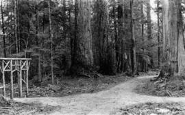 Forest walk and ornamental gateway of cedar logs in Stanley Park