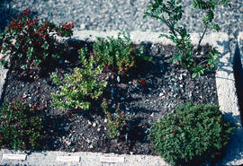 Container gardening : trough garden, VanDusen