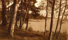 [View of English Bay through the trees]