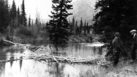 A beaver dam