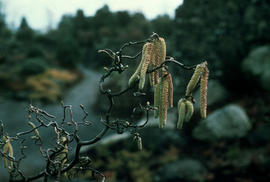 Corylus avellana contorta