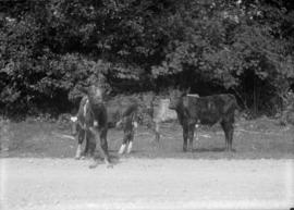 Cows in a field