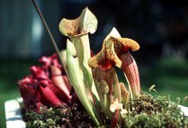 Foreground: Sarracenia drummondii; Background: S. Purpurea : Gibbosa