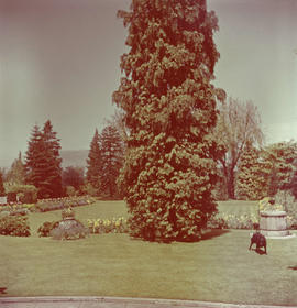 Black Labrador Retriever in gardens at 3838 Cypress Street