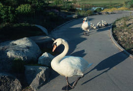 Wildlife : swan family on path, VanDusen Gardens