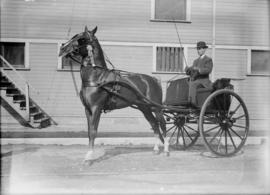 Single horse and cart