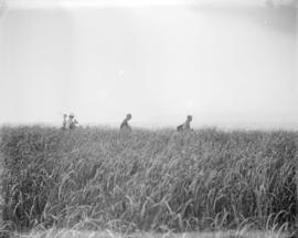 [Members of the British Columbia Mountaineering Club on a hike]