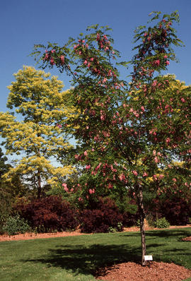 Robina pseudoacacia : Casque Rouge