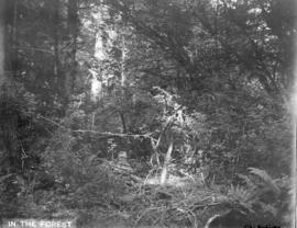 In the forest [at Stanley Park]