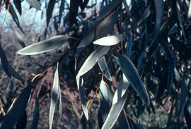 Eucalyptus pauciflora, winter damage