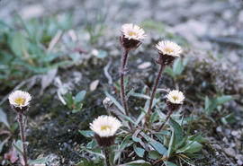 Fleabane erigeron