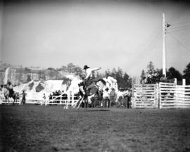 Stampede [bucking broncos]