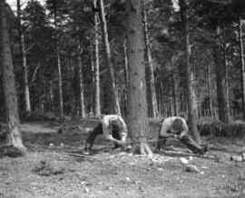 [Two men chopping down a tree]