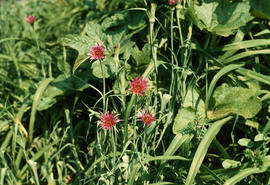 Tragopogon porrifolius [in] Virginia