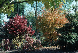 E[astern] North American plants : Cornus florida, Carpinus