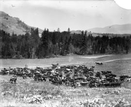 [A herd of cattle on ranch land, possibly Kamloops area]