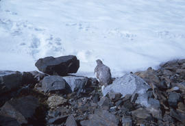 Ptarmigan