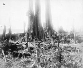 [George H. Dawson among tree stumps]