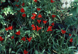 Tulipa sprengeri [in] Royston, BC