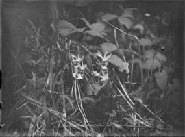 Avens (Geum sp.) and fairyslipper orchid (Calypso sp.) in situ