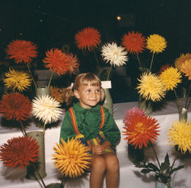 Young girl sitting in display of dahlias on P.N.E. grounds
