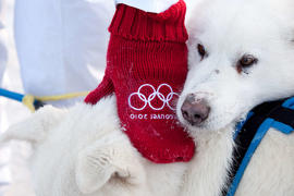 Day 7 Kuglutuk torchbearer patting alternate mode of transportation sled dogs with his The Bay Va...