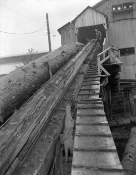 Logs [from] sorting boom [on conveyor belt at] Pacific Mills