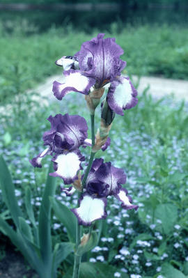 Iris germanica : stepping out, Floriade