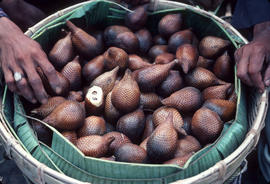 Salacca edulis : [Snake Fruit]