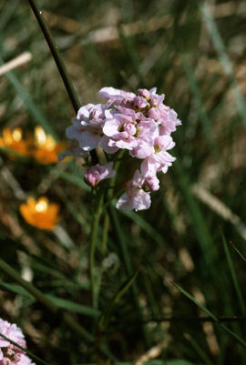 Cardamine pratensis