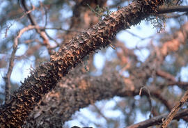 Juniperus deppeana : alligator juniper