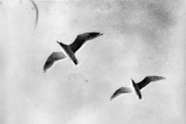 [Seagulls in flight]