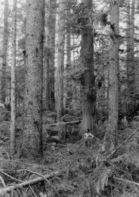 Sitka spruce, Douglas fir, and western red cedar