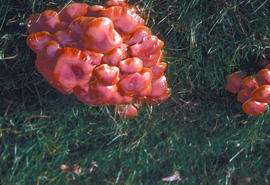 Botany : fungus- maple root, late fall