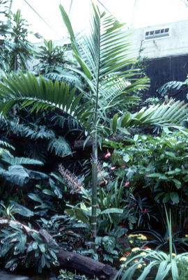 Ptychospermum specimen