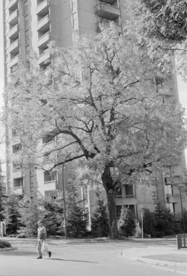 Ailanthus Altissima (N.I.I.) [corner of Nelson and Jervis Streets]